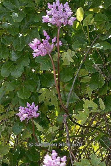 dichelostemma volubile 19 graphic